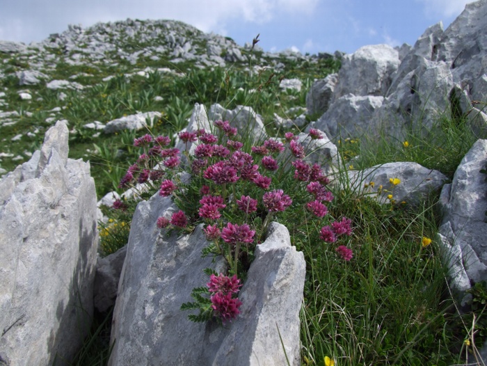 Anthyllis montana ssp. atropurpurea  / Vulneraria montana